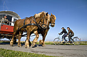 Horse-drawn carriage, Hallig Hooge, Schleswig-Holstein, Germany