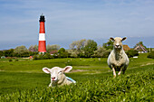 Sheep near lighthouse, Pellworm island, Schleswig-Holstein, Germany