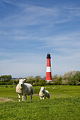 Sheep near lighthouse, Pellworm Island, Schleswig-Holstein, Germany