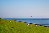 Schafe auf dem Deich, Pellworm, Nordfriesland, Schleswig-Holstein, Deutschland