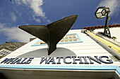 Whale Watching Laden in Lajes do Pico an der Südküste, Insel Pico, Azoren, Portugal