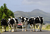 Cows on the eastern part of the Island of Sao Jorge, Azores, Portugal