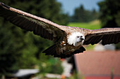 Vulture in mid-air, Pfander, Bregenz, Vorarlberg, Austria