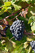 Grapes, Lavaux, Canton of Vaud, Switzerland