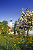 Blühender Birnbaum vor der Wallfahrtskirche Kloster Birnau, Bodensee, Baden-Württemberg, Deutschland