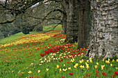 Tulips flowering, Mainau island, Baden-Wurttemberg, Germany