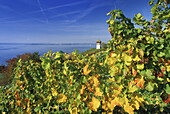 Vines in front of tower at lakeshore, Lake Constance, Baden-Wurttemberg, Germany