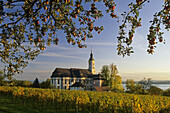 Weinberg mit Wallfahrtskirche Birnau, Unteruhldingen, Baden-Württemberg, Deutschland