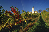 Weinreben vor der Wallfahrtskirche Kloster Birnau unter blauem Himmel, Baden-Württemberg, Deutschland