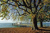 Chestnut trees on the lakeside near Lindau, Lake Constance, Bavaria, Germany