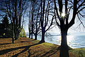 Alley of lime trees at the lakeshore in the sunlight, Lake Constance, Bavaria, Germany