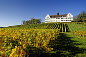 Weinberg am Schloss Hersberg, bei Immenstaad, Bodensee, Baden-Württemberg, Deutschland