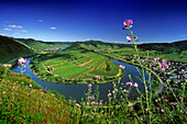 Moselschleife bei Bremm unter blauem Himmel, Bremm, Mosel, Rheinland-Pfalz, Deutschland