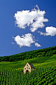 Kapelle in den Weinbergen unter weissen Wolken, Rheinland-Pfalz, Deutschland