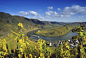 View over vines at Mosel sinuoaity near Bremm, Bremm, Mosel, Rhineland-Palatinate, Germany