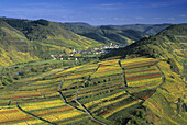 Vineyards at Mosel valley near Ediger-Eller, Mosel, Rhineland-Palatinate, Germany