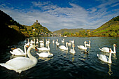 Swans on the river in front of the Reichsburg, Rhineland-Palatinate, Germany