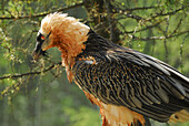 Bearded Vulture (Gypaetus barbatus), close-up