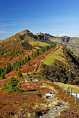 Trail from Hundstein to Schwalbenwand with autumn colours of huckleberry, Dientner Schieferberge range, Dientner Schieferalpen, Salzburg, Austria