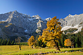 Kleiner Ahornboden with maple trees in autumn colours, Kaltwasserkarspitze and Birkkarspitze, Karwendel, Tyrol, Austria