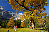 Couple hiking between maple trees in autumn colours with view to Birkkarspitze, Kleiner Ahornboden, Karwendel, Tyrol, Austria
