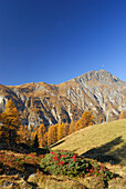 Piz Cotschen above larches in autumn colours, Unterengadin, Engadin, Grisons, Switzerland