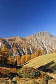 Piz Cotschen über herbstlich verfärbten Lärchen, Unterengadin, Engadin, Graubünden, Schweiz