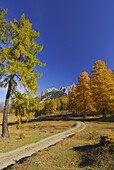 Weg zwischen herbstlich verfärbten Lärchen, Piz Lischana im Hintergrund, Unterengadin, Engadin, Graubünden, Schweiz
