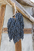 Dried bunch of grapes on a beam, Wigoltingen, Canton of Thurgau, Switzerland