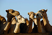 Eine Gruppe Kamele im Sonnenlicht, Al Ain, Vereinigte Arabische Emirate