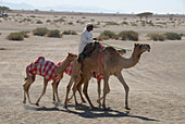 Dromedaries and a local man, Al Ain, United Arab Emirates