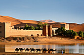 Caravan of camels in front of Auberge Yasmina at the dunes of Erg Chebbi desert, Morocco, Africa