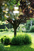 Wilder, sonniger Garten mit gepflegtem Rasen, Baum, Unkraut und Gartenfigur