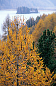 Larches in autumn colours above lake Silser See, Oberengadin, Engadin, Grisons, Switzerland