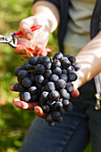 Vintage, Rotenberg vinery, Unterturkheim, Stuttgart, Baden-Wurttemberg, Germany