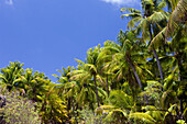 Coconut Palms at Bikini, Marshall Islands, Bikini Atoll, Micronesia, Pacific Ocean