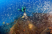 Diver finds Torpedo at Bomber near to USS Saratoga, Marshall Islands, Bikini Atoll, Micronesia, Pacific Ocean