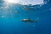 Galapagos Sharks, Carcharhinus galapagensis, Maui, Hawaii, USA