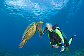 Gruene Meeresschildkroete und Taucher, Chelonia mydas, Maui, Hawaii, USA