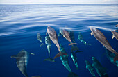Atlantic Spotted Dolphins, Stenella frontalis, Azores, Atlantic Ocean, Portugal