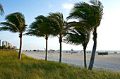 Palm Trees blowing in the breeze, South Beach, Miami Beach, Florida, USA