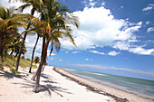 Palmen am Strand unter blauem Himmel, Crandon Park, Key Biscayne, Miami, Florida, USA