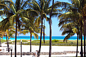 Menschen gehen im Lummus Park unter Palmen spazieren, South Beach, Miami Beach, Florida, USA