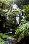 Ein Wasserfall, die Bridal Vail Falls hinter Baumfarnen, Nordinsel, Neuseeland, Ozeanien