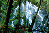 View at teh Bridal Vail Falls behind tree ferns, North Island, New Zealand, Oceania