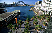 View over palm trees at landing stage to Harbour Bridge, Circular Quay, Sydney, New South Wales, Australia