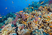 Coral Reef and Anthias, Pseudanthias squamipinnis, Elphinestone Reef, Red Sea, Egypt
