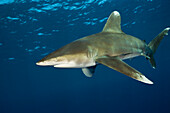 Ozeanischer Weissspitzen-Hochseehai, Carcharhinus longimanus, Brother Islands, Rotes Meer, Aegypten