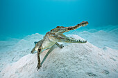 Saltwater Crocodile, Crocodylus porosus, Queensland, Australia