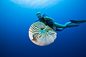 Nautilus and Diver, Nautilus pompilius, Great Barrier Reef, Australia